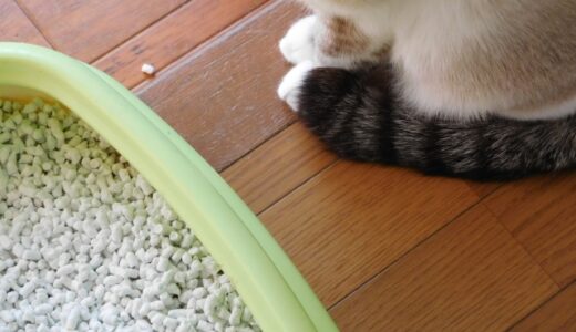 猫砂が原因でトイレつまりを起こした場合の原因と対処法